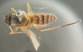 Media type: image;   Entomology 12608 Aspect: habitus dorsal view